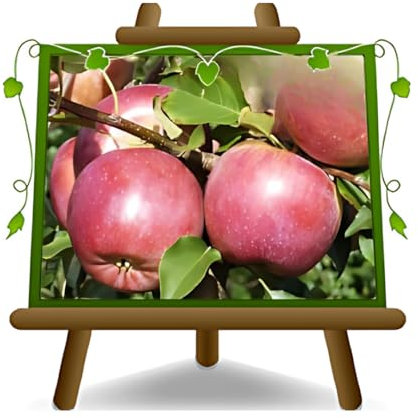 Apfelbaum Äpfel Früchte - Fuji - Obstpflanzen antik auf Blumentopf einer Vase von 20 - Baum max 170 cm – 2 Jahre Anba