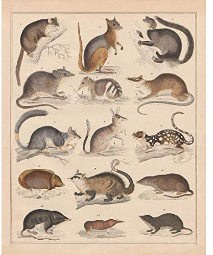 Meishe Art Poster Kunstdrucke Plakatdruck Nagetier Murine Maus Rassen Identifizierung Bezug Sammlung Abbildung Klassenzimmer Schön Wissenschaftlich Heimat Wand Dekor