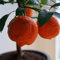 Lima o Limetta Rossa (Citrus x limonia) [Vaso Ø18cm]