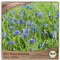 Samenliebe BIO Kornblume Samen Blaue Blüten Blumenwiese Bienenweide blau 200 Samen samenfestes Blumen Saatgut für Gewächshaus Freiland und Balkon BIO Blumensamen mehrjährig