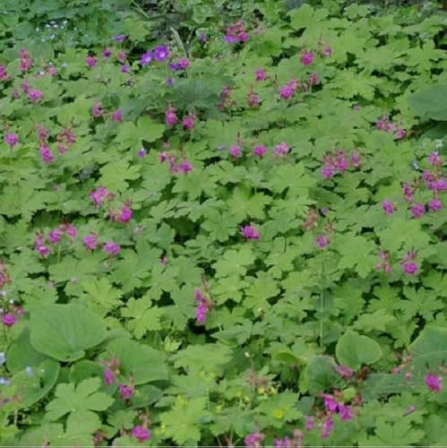 6 x Storchschnabel 'Czakor' - Geranium Macrorrhizum 'Czakor': Rote Blüten für den Garten.