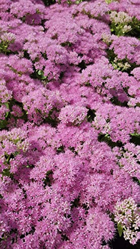 Sedum spectabile 'Brillant' / Grand Orpin rose d'automne/Conteneur de 1 à 1.9 litres/Succulente