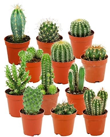 ZynesFlora Mini Kakteen im Set - 12 Stück im 5.5 cm Pflanztopf - Kleiner Kaktus Zimmerpflanze Sammlung - Höhe: 5-10 cm