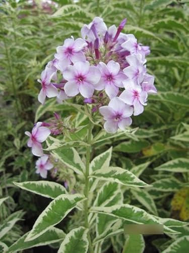 Phlox paniculata Darwins Joyce - Flammenblume Verpackungseinheit 20