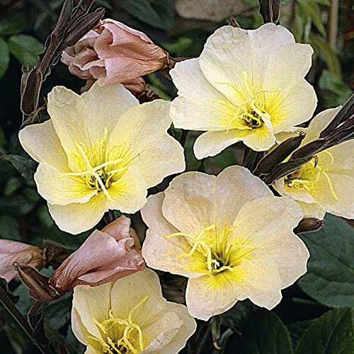 Oenothera 'Lemon Sunset' Evening Primrose Sundrops Scented Yellow Blooms Hardy Perennial Easy to Grow Your Own Outdoor Garden Flower Plants (Approx. 30 Seeds) by Thompson and Morgan