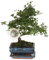 Plant in a Box - Bonsaibaume - Zelkova serrata - Höhe 20-30cm - Topf 15cm - S-förmiger Japanese Elm Bonsai - Ideal für Anfänger