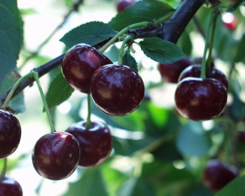 Sauerkirsche Karneol Busch im 7,5 l Topf, 30-50 cm Stammhöhe