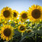 20 semi di girasole giganti semi di girasole rari per la casa giardino piantare semi di girasole uccelli