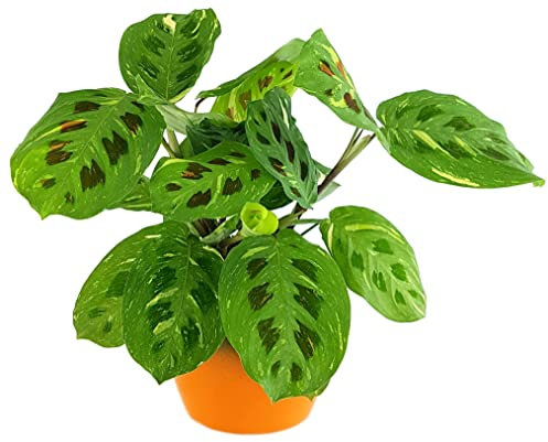 Fangblatt - Maranta kerchoveana variegata - panaschierter Pfeilwurz - außergewöhnliche Zimmerpflanze im Ø 12 cm Topf