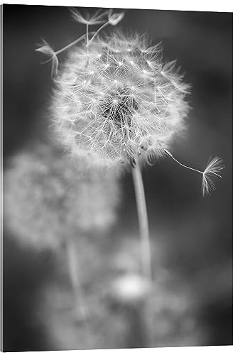Posterlounge Pusteblume Schwarz/Weiß Acrylglasbild von Julia Delgado 30 x 40 cm Grau Wandbilder Wanddeko
