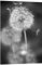 Posterlounge Pusteblume Schwarz/Weiß Acrylglasbild von Julia Delgado 30 x 40 cm Grau Wandbilder Wanddeko