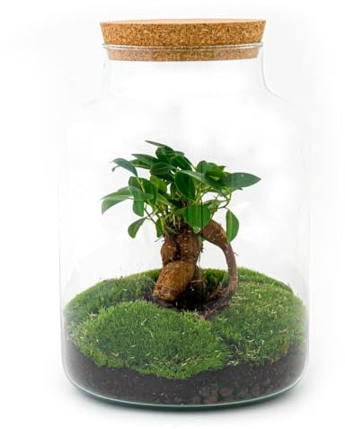 urbanjngl.com - Flaschengarten - Milky - Pflanzen im Glas - ↑ 30 cm - Do-It-Yourself Paket - DIY-Set - Pflanze im Glas - Komplettset Terrarium - Pflanzenterrarium