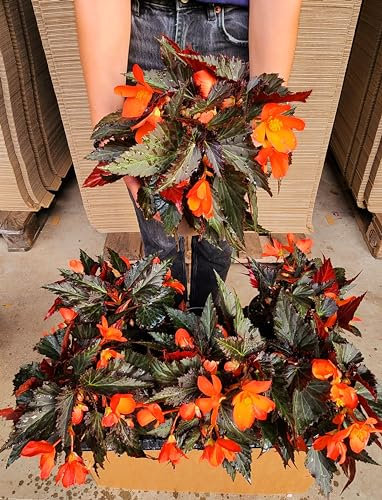 POWERS TO FLOWERS - BEGONIA PENDULA DA BALCONE, A FIORE ARANCIONE, 2 PIANTE, VASO 14 CM, piante vere