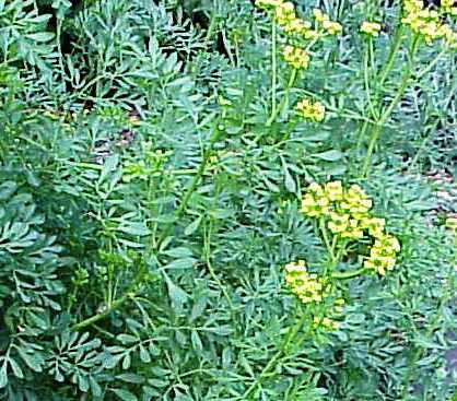 Plantas de Ruda Pack 4 Plantas PORTES GRATIS