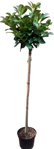 Kirschlorbeer Hochstamm, Prunus Rotundifolia, Höhe: 170-180 cm | immergrün und winterhart