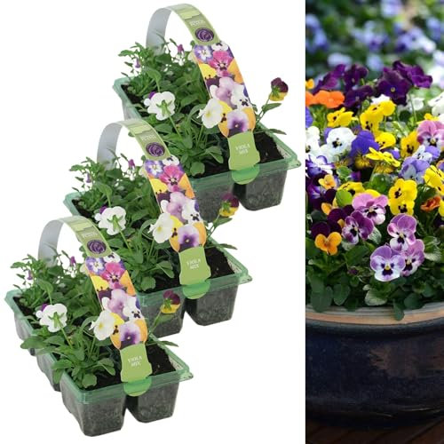 Carbeth Plants - Viola Plants Mixed 18 Pack Bedding Plants Garden Ready, Colourful Mixed Outdoor Annual Flowers, Planting Now in Pots, Containers and Hanging Baskets in UK Gardens