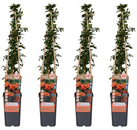 Pyracantha Orange Glow, 65 cm, diametro 15 cm, 4 pezzi