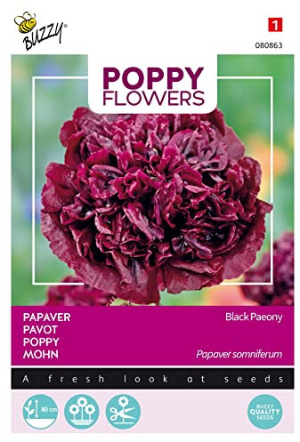 Buzzy Poppy Flowers, Mohn Black Paeony
