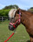 Rhinegold Einhorn Halfter und Seil Set – Pony – Rot