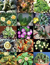 Farbe Aloinopsis Mix @ j @ Exotische blühende Sukkulente mesemb lebendigen Stein 50 Samen