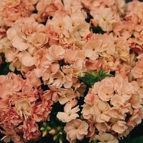 Semi Phlox Promessa Peach 50 Fiore Doppio Phlox semi di Fiori Phlox Drummon