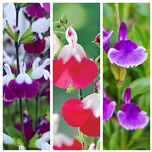 3 x Salvia Mix Inc Varities Like Amistaad - Hot Lips - Wendys Wish - Love and Wishes in 9cm Pots