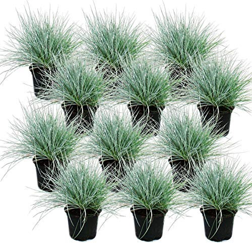 Herbe de fétuque bleue - Festuca glauca - set de 12 plantes - pot de 9cm