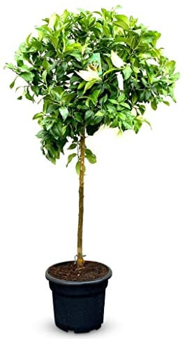 Sunny Tree - Citronnier - Citrus Lemon - Hauteur 150 cm - Arbre fruitier - Citrus Tree - A+