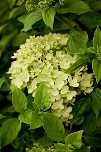 Hydrangea paniculata 'Little Lime' -R- 40-60 cm - Rispenhortensie, limonengrüne Blüten, Blütezeit Juli-September, ideal für Kübel, pflegeleicht und winterhart