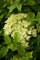 Hydrangea paniculata 'Little Lime' -R- 40-60 cm - Rispenhortensie, limonengrüne Blüten, Blütezeit Juli-September, ideal für Kübel, pflegeleicht und winterhart