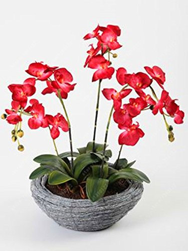 100 pc/sacchetto Semi di orchidee, bonsai semi farfalla orchidea phalaenopsis fiore, pianta balcone per giardino di casa pentola coperta 3