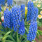 Piante di giacinto,Giacinto d'uva, un bulbo con più fiori, Pianta giacinto，profumo intenso, facili da piantare nel paesaggio del giardino-8 Bulbi-B