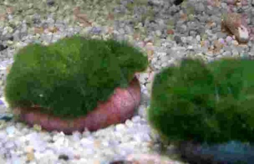 Mühlan Wasserpflanzen 3 Moossteine, Deko im Aquarium, Garnelen, Moos