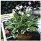 1 x Hosta plantaginea ‚So Sweet‘ 1 Liter (Funkie, Herzblatt-Lilie)