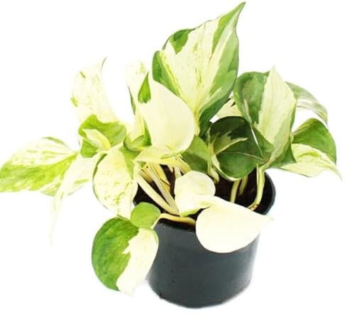Scindapsus Manjula Pothos Happy Leaf Devils Ivy House Plant in a 12cm Pot