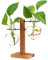 XXXFLOWER Plant Pots Wooden Stand, Plant Terrarium Propagation Station Desktop Hydroponic Planter Glass Vase for Home Garden Office Decoration, Plant Lover Gifts - 2 Love Bulb Vase Plant Accessories