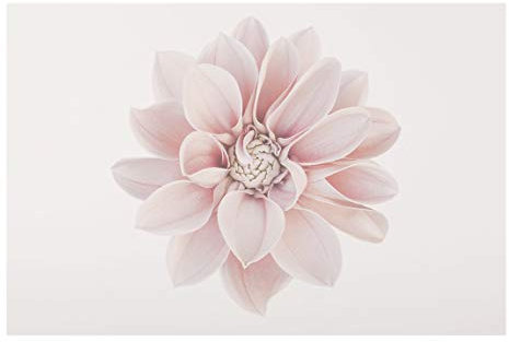 Bilderwelten Glasbild - Dahlie Blume Pastell Weiß Rosa, 60cm x 90cm