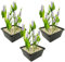 vdvelde.com - Weißes Hechtkraut - 12 Stück - 3 Teichkörbe - Pontederia Cordata Alba - Wasserpflanze - Ausgewachsene Höhe: 80 cm - Platzierung: -1 bis -20 cm
