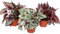 Mélange Feuille Bégonia Botanica - 3 plantes - pot de 12cm