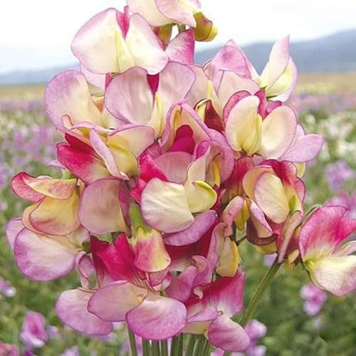 Sweet Pea 'Spanish Dancer' - 15 Seeds + freebie + Plant tag (Lathyrus odoratus)