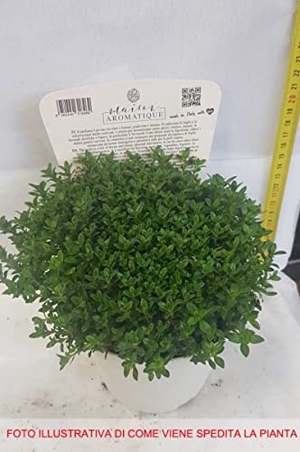 1 PIANTA SANTOREGGIA IN VASO 14CM aromatica orto giardino vaso