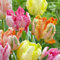 Tulpenzwiebeln-Winterhart MehrjäHrig,Tulpenzwiebeln Winterhart MehrjäHrig,Tulpen Zwiebeln Mix,Tulpenzwiebeln,Bonsai Pflanze,Einfach Zu Pflanzen-3zwiebeln-e