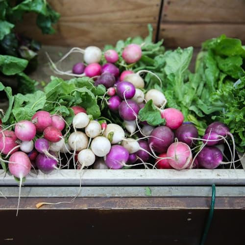 200 pcs radieschen samen samen anzucht stauden winterhart mehrjährig gartenpflanzen winterhart mehrjährig pflanzen garten winterharte kübelpflanzen geschenk bonsai samen samen gemüse