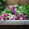 200 pcs radieschen samen samen anzucht stauden winterhart mehrjährig gartenpflanzen winterhart mehrjährig pflanzen garten winterharte kübelpflanzen geschenk bonsai samen samen gemüse