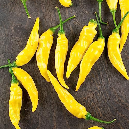 Generic Semillas de Chile, 100 Unids/bolsa Semillas de Chile Amarillo Crecimiento Rápido Natural Plántulas de Vegetales Comestibles Perennes para Balcón Semillas de pimiento#