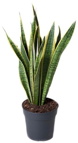 Bogenhanf, Topf-Ø 17 cm, Höhe ca. 50 cm