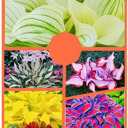Funkien zwiebeln,hosta wurzel,winterharte blumenzwiebeln,Umwelt verschönern,funkien knollen,funkien rhizome,hosta plant,funkien kaufen,hostas funkien,hosta pflanze winterhart.-4zwiebeln-greenA