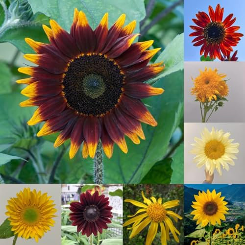 500 pcs Sonnenblumensamen zum pflanzen blumensamen kaufen, frühlingsblumen Sonnenblumensamen balkon blumen garten geschenk blumensamen gastgeschenk, samen blüten, kräuterbeet flowers,