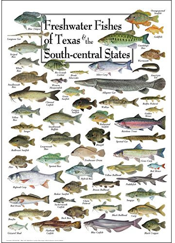 Steven M. Lewers & Associates Süßwasserfische, von Texas & south-central Staaten Poster