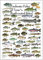 Steven M. Lewers & Associates Süßwasserfische, von Texas & south-central Staaten Poster